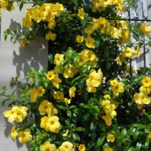 Jasmine Live Plants, 2 Yellow Jasmine Plants Live, From 4 Inches to 6 Inches Tall Seedling, Yellow Flower Plants