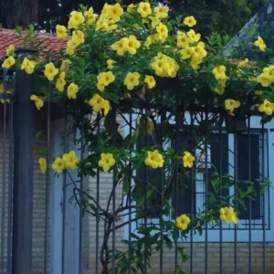 Jasmine Live Plants, 2 Yellow Jasmine Plants Live, From 4 Inches to 6 Inches Tall Seedling, Yellow Flower Plants