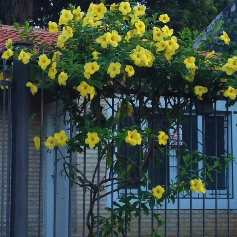 Jasmine Live Plants, 2 Yellow Jasmine Plants Live, From 4 Inches to 6 Inches Tall Seedling, Yellow Flower Plants