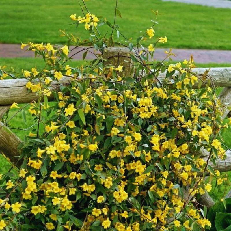 Jasmine Live Plants, 2 Yellow Jasmine Plants Live, From 4 Inches to 6 Inches Tall Seedling, Yellow Flower Plants