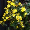 Set 3 Yellow Jasmine Plants Live, Jasmine Live Plants, 4 to 6 Inc Tall Well Rooted