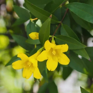 Set 3 Yellow Jasmine Plants Live, Jasmine Live Plants, 4 to 6 Inc Tall Well Rooted