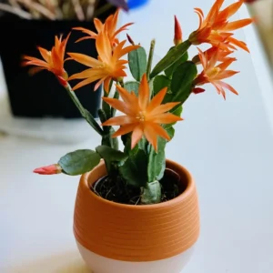 3 Mix Easter Cactus Plants, Easter Cactus Plant Live Indoor 2 Inches Potted, Indoor Cactus Plants For Houseplant