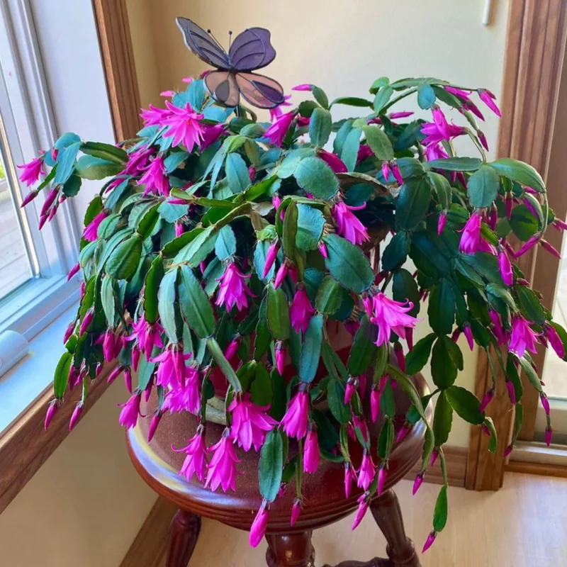 3 Mix Easter Cactus Plants, Easter Cactus Plant Live Indoor 2 Inches Potted, Indoor Cactus Plants For Houseplant