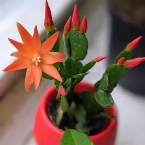 2 Easter Cactus Plants Live, Mix Easter Cactus Plants In 2 Inches Pot, Starter Flowering Cactus Plants For Ornament Indoor