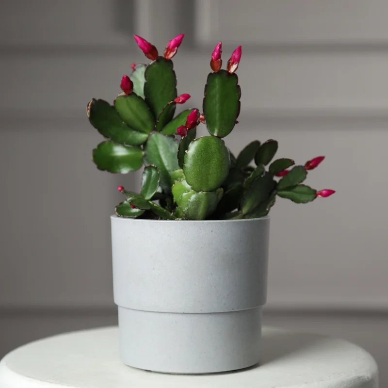 2 Easter Cactus Plants Live, Mix Easter Cactus Plants In 2 Inches Pot, Starter Flowering Cactus Plants For Ornament Indoor