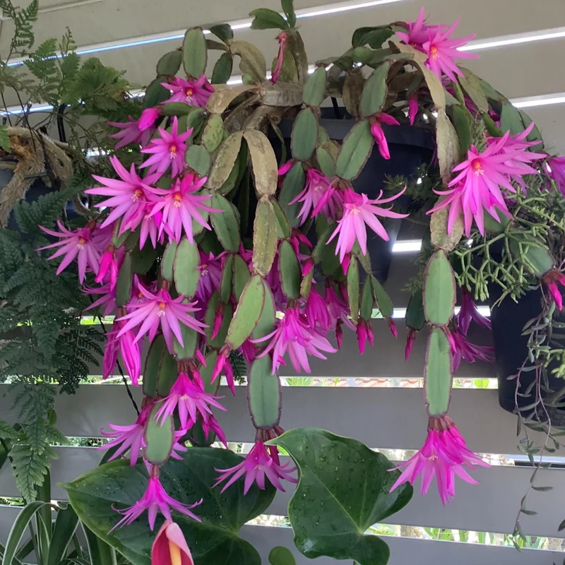 2 Easter Cactus Plants Live, Mix Easter Cactus Plants In 2 Inches Pot, Starter Flowering Cactus Plants For Ornament Indoor