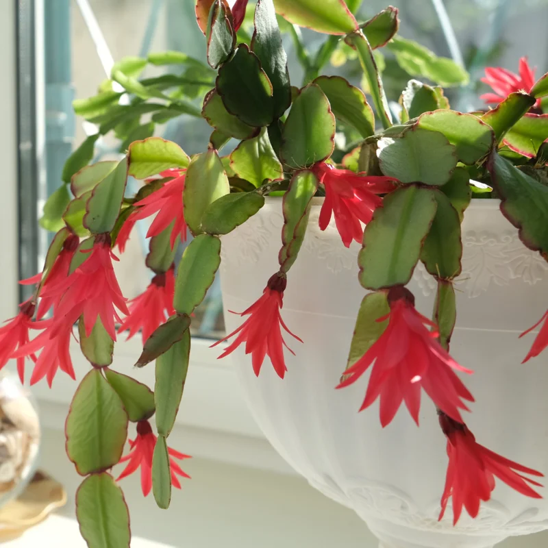3 Mix Easter Cactus Plants, Easter Cactus Plant Live Indoor 2 Inches Potted, Indoor Cactus Plants For Houseplant