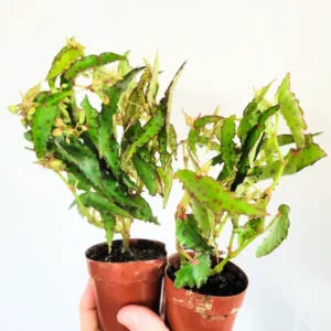 Begonia, Rare Begonia Live Plant 2 Inches Potted, House Plant Indoors Live