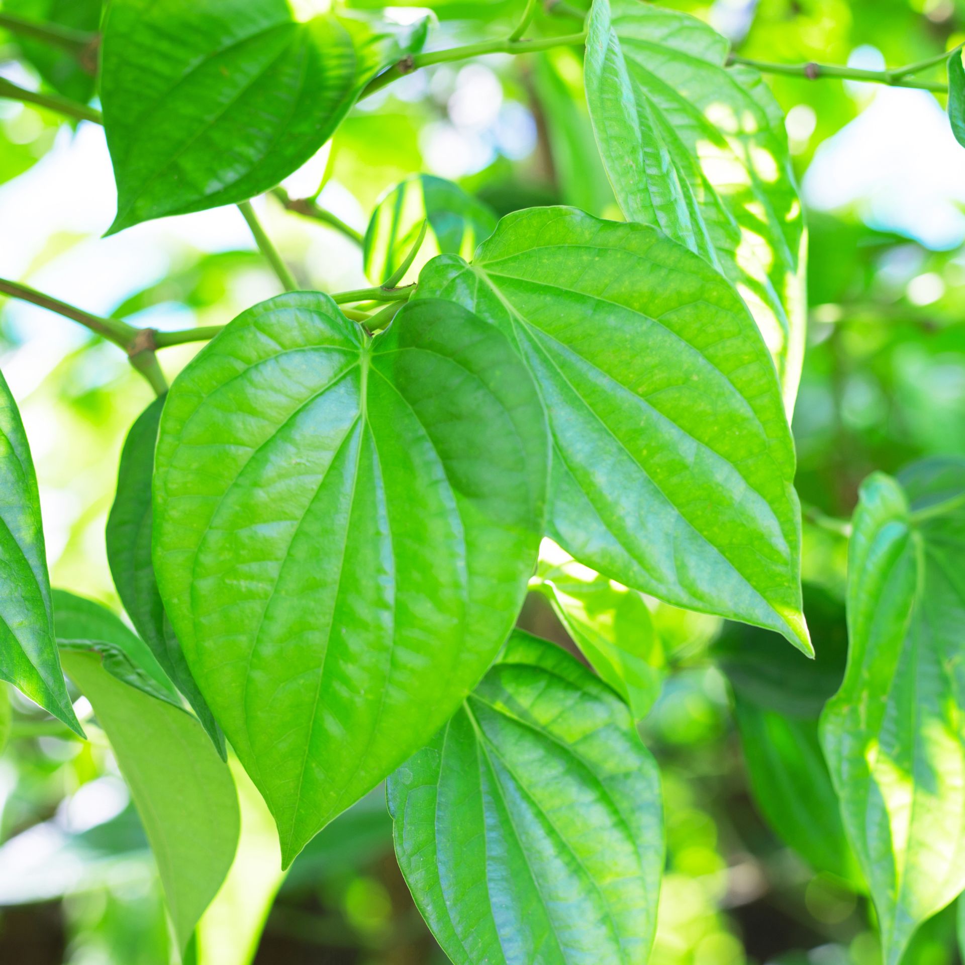 Piper Nigrum Plant Live, 4 to 6 Inches Tall, Black Pepper Plant Tree Live For Garden - Image 2