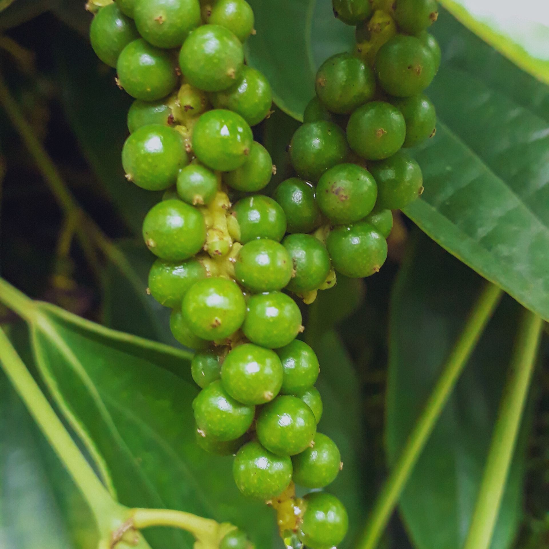 Piper Nigrum Plant Live, 4 to 6 Inches Tall, Black Pepper Plant Tree Live For Garden - Image 3