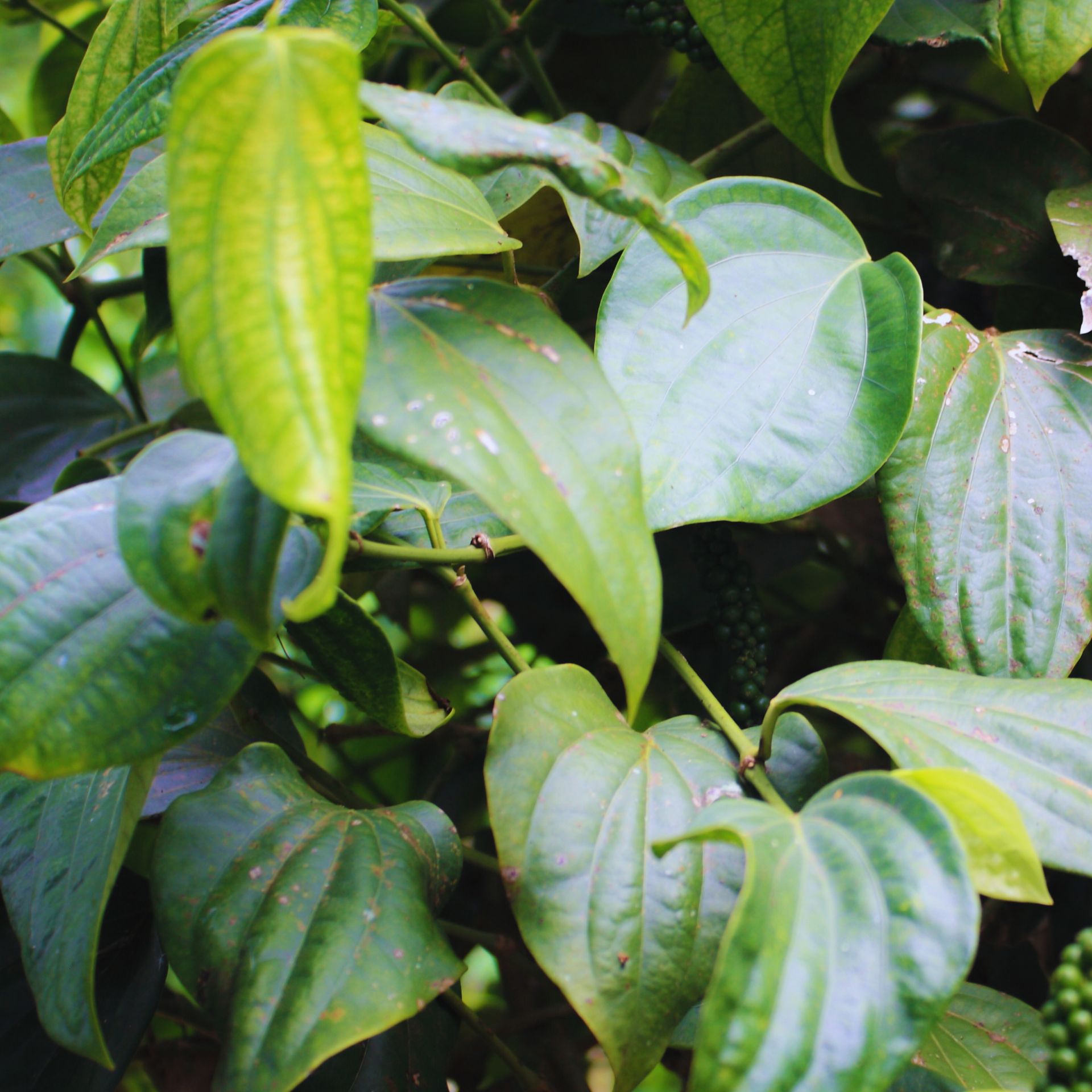 Piper Nigrum Plant Live, 4 to 6 Inches Tall, Black Pepper Plant Tree Live For Garden - Image 4