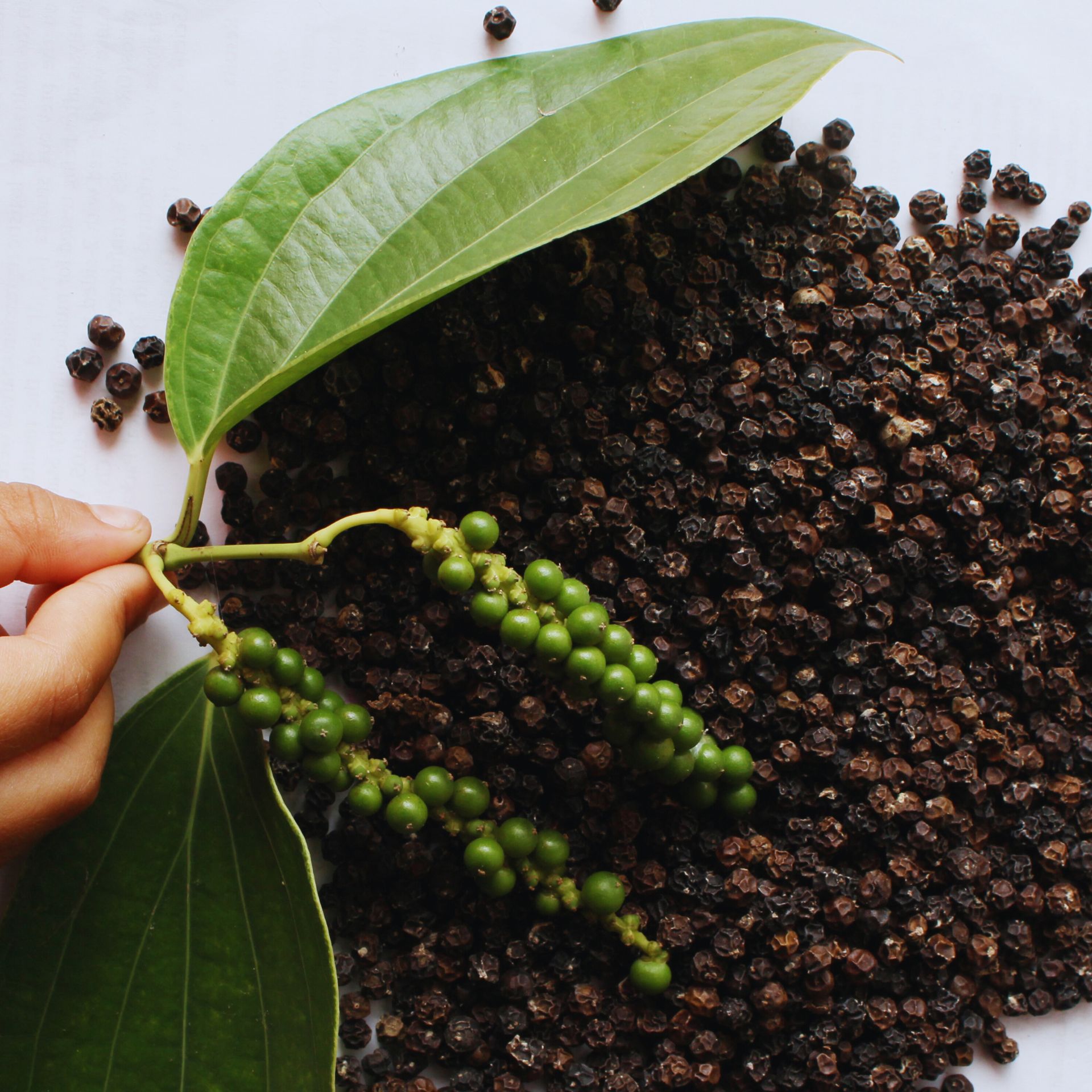 Piper Nigrum Plant Live, 4 to 6 Inches Tall, Black Pepper Plant Tree Live For Garden - Image 5