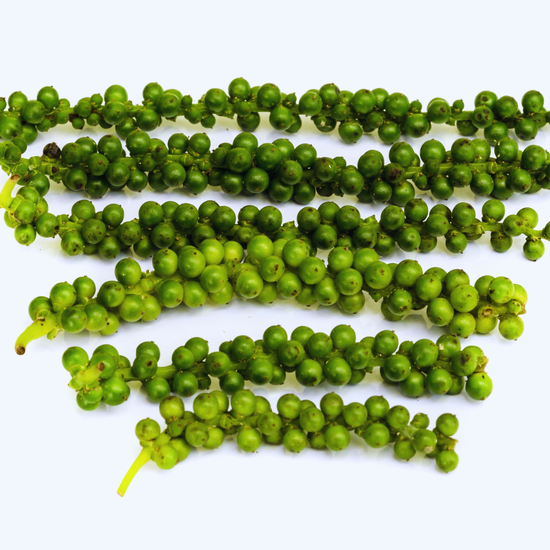 Piper Nigrum Plant Live, 4 to 6 Inches Tall, Black Pepper Plant Tree Live For Garden - Image 6