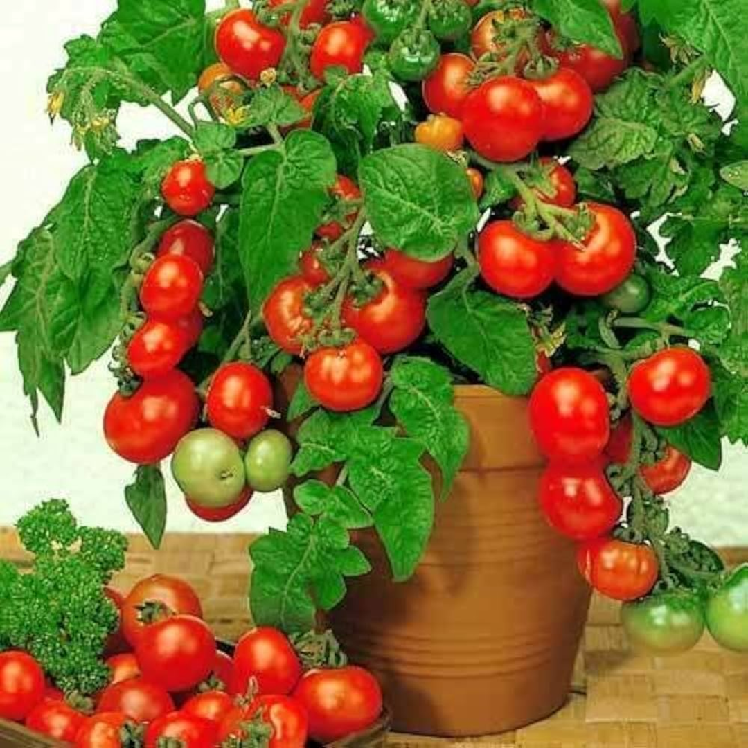 Set of 2 Tomato Plants - 6 to 10 Inches Tall, Live Tomato Plants for Garden, Heirloom Variety - Image 6