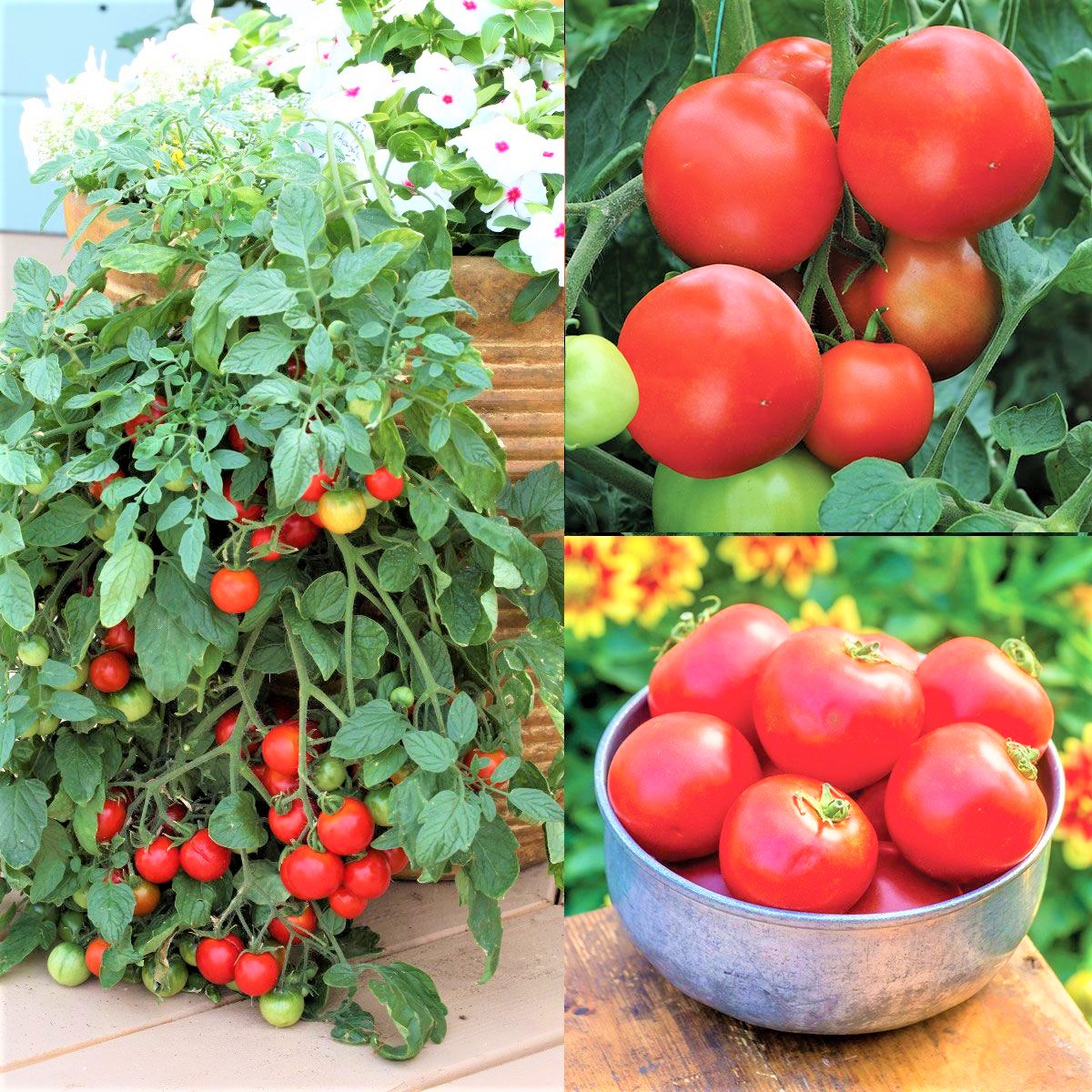 Set of 2 Tomato Plants - 6 to 10 Inches Tall, Live Tomato Plants for Garden, Heirloom Variety