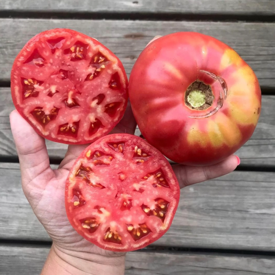 Set of 2 Tomato Plants - 6 to 10 Inches Tall, Live Tomato Plants for Garden, Heirloom Variety - Image 2