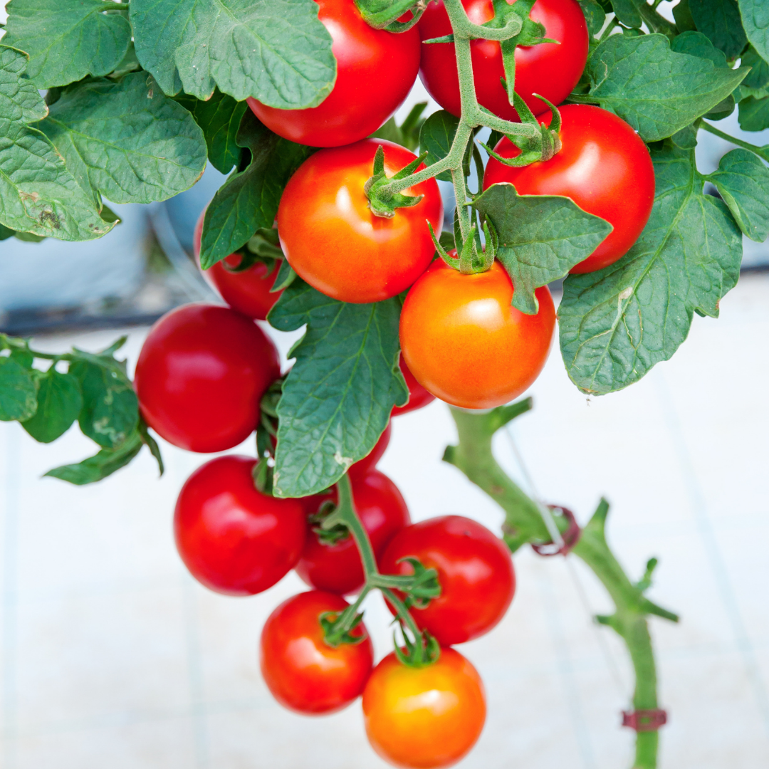 Set of 2 Tomato Plants - 6 to 10 Inches Tall, Live Tomato Plants for Garden, Heirloom Variety - Image 5