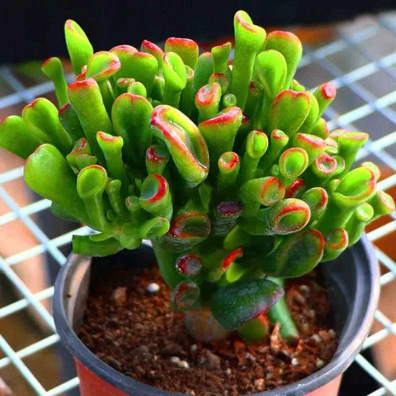 Crassula Succulent Live Plant - Unique Variety in a 4-Inch Pot, Ideal for Indoor or Outdoor Decor