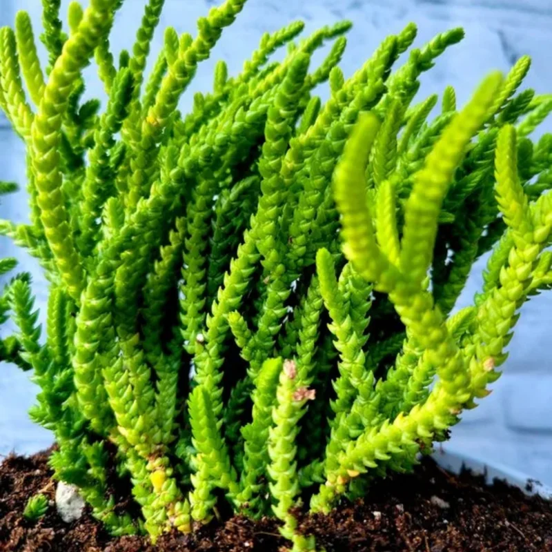Crassula Succulent Live Plant - Unique Variety in a 4-Inch Pot, Ideal for Indoor or Outdoor Decor