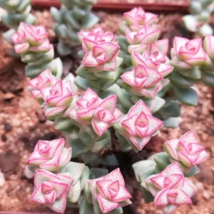 Crassula Succulent Live Plant - Unique Variety in a 4-Inch Pot, Ideal for Indoor or Outdoor Decor