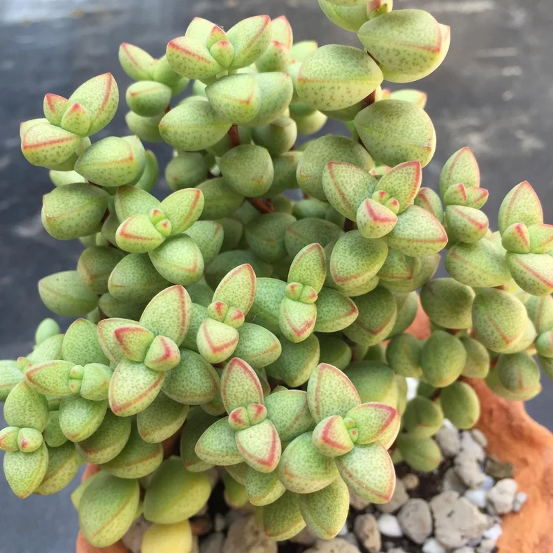 Crassula Succulent Live Plant - Unique Variety in a 4-Inch Pot, Ideal for Indoor or Outdoor Decor