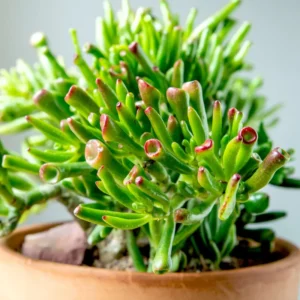 Crassula Succulent Live Plant - Unique Variety in a 4-Inch Pot, Ideal for Indoor or Outdoor Decor