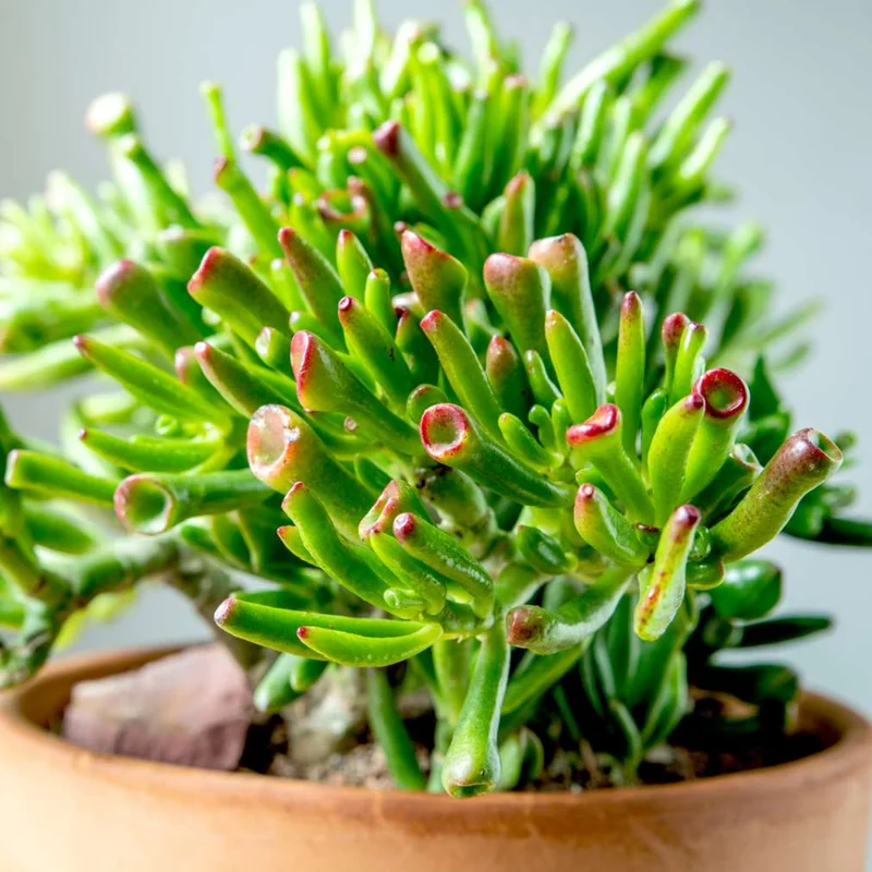 Crassula Succulent Live Plant - Unique Variety in a 4-Inch Pot, Ideal for Indoor or Outdoor Decor