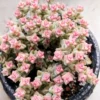 Variegated Tom Thumb Crassula Pastel