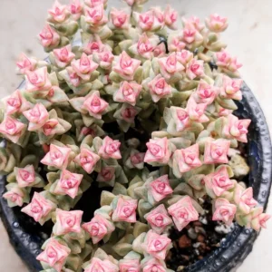Variegated Tom Thumb Crassula Pastel