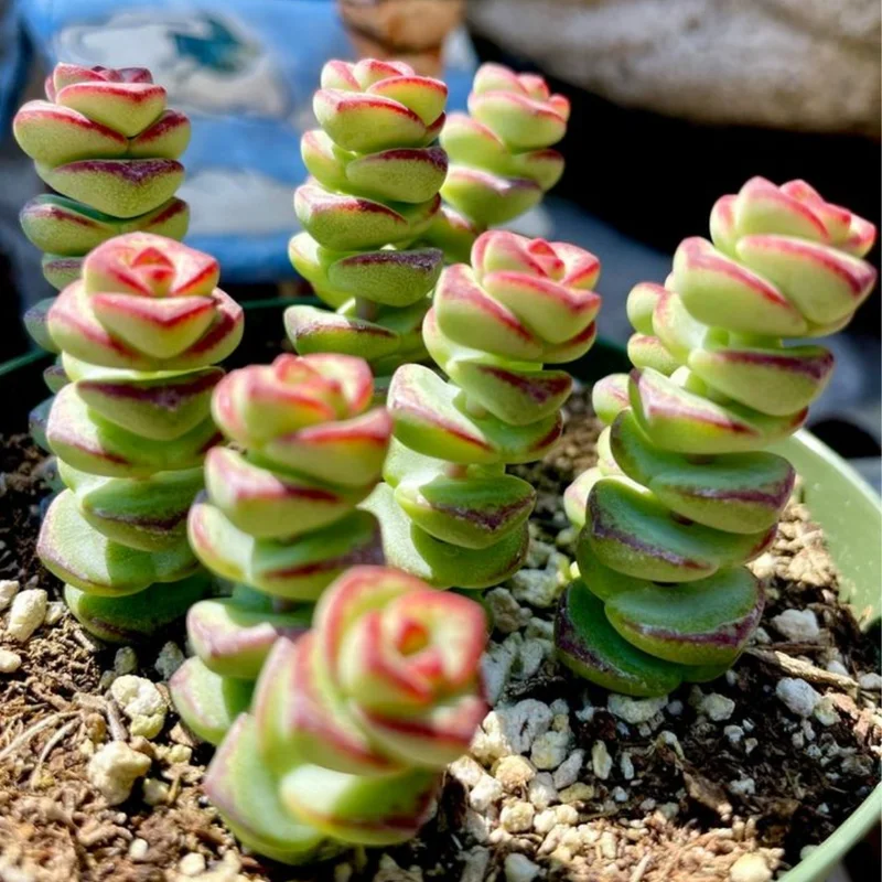 Crassula Succulents Plants Live for Planting, Rare Succulent Live Plant, Houseplant Indoor Outdoor 2 Inch Pot - Necklace Crassula Rupestris