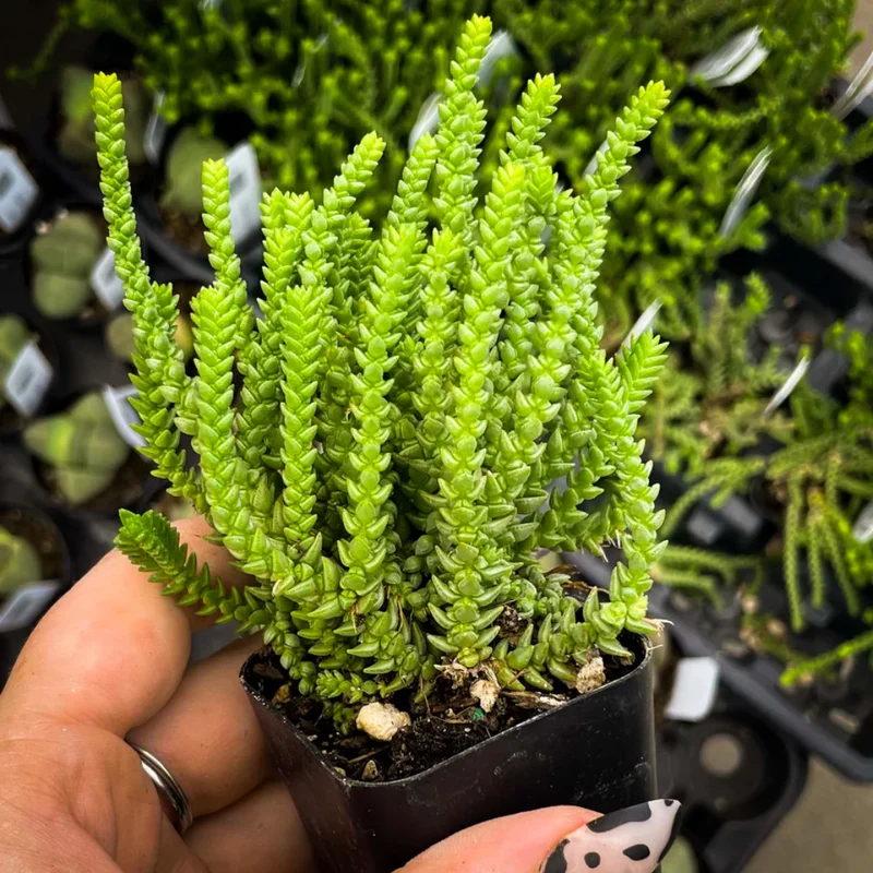 Crassula Succulents Plants Live for Planting, Rare Succulent Live Plant, Houseplant Indoor Outdoor 2 Inch Pot - Crassula Watchchain