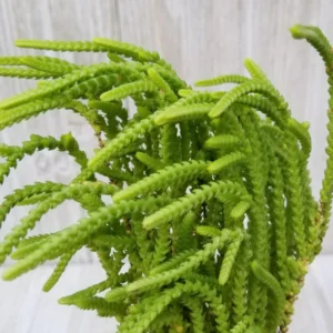 Crassula Succulents Plants Live for Planting, Rare Succulent Live Plant, Houseplant Indoor Outdoor 2 Inch Pot - Crassula Watchchain