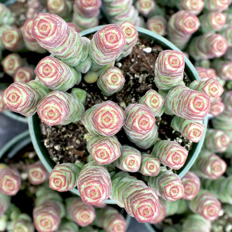 Crassula Succulents Plants Live for Planting, Rare Succulent Live Plant, Houseplant Indoor Outdoor 2 Inch Pot - Necklace Crassula Rupestris