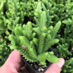 Crassula Succulents Plants Live for Planting, Rare Succulent Live Plant, Houseplant Indoor Outdoor 2 Inch Pot - Crassula Watchchain