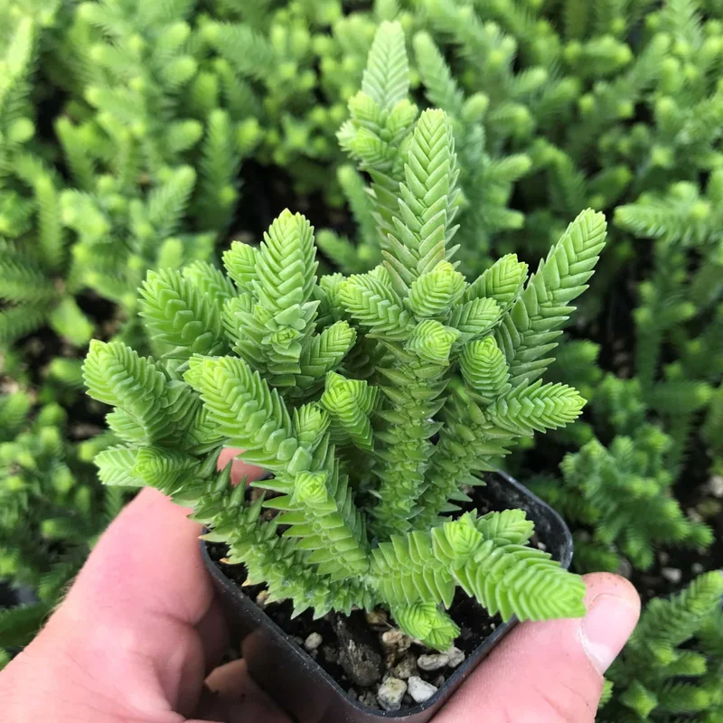 Crassula Succulents Plants Live for Planting, Rare Succulent Live Plant, Houseplant Indoor Outdoor 2 Inch Pot - Crassula Watchchain