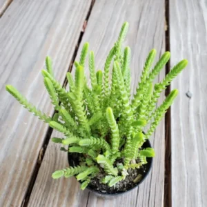 Crassula Succulents Plants Live for Planting, Rare Succulent Live Plant, Houseplant Indoor Outdoor 2 Inch Pot - Crassula Watchchain