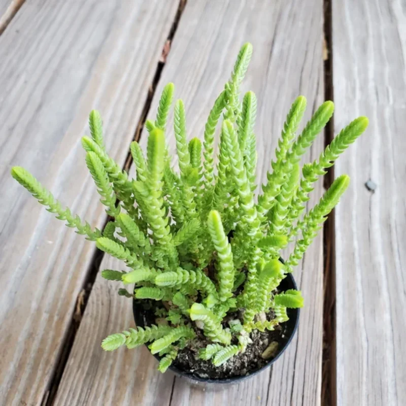 Crassula Succulents Plants Live for Planting, Rare Succulent Live Plant, Houseplant Indoor Outdoor 2 Inch Pot - Crassula Watchchain