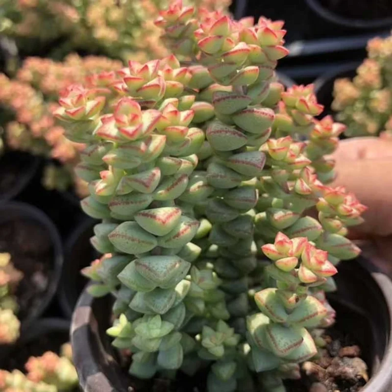 Crassula Succulents Plants Live for Planting, Rare Succulent Live Plant, Houseplant Indoor Outdoor 2 Inch Pot - Necklace Crassula Rupestris