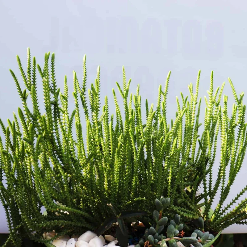 Crassula Succulents Plants Live for Planting, Rare Succulent Live Plant, Houseplant Indoor Outdoor 2 Inch Pot - Crassula Watchchain