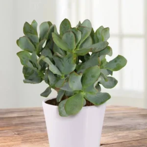 Crassula Succulents Plants Live for Planting, Rare Succulent Live Plant, Houseplant Indoor Outdoor 2 Inch Pot - Crassula arborescens