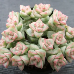 Crassula Succulents Plants Live for Planting, Rare Succulent Live Plant, Houseplant Indoor Outdoor 2 Inch Pot - Variegated Tom Thumb Crassula Pastel