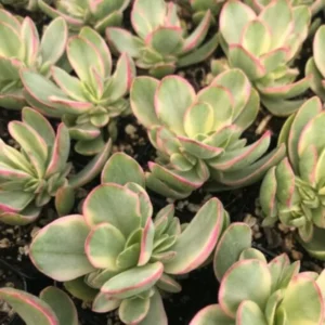 Crassula Succulents Plants Live for Planting, Rare Succulent Live Plant, Houseplant Indoor Outdoor 2 Inch Pot - Crassula Variegata