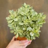 Crassula Succulents Plants Live for Planting, Rare Succulent Live Plant, Houseplant Indoor Outdoor 2 Inch Pot - Crassula Variegata