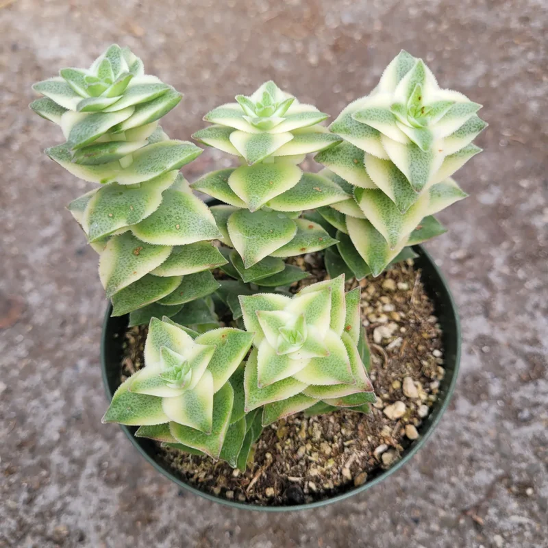 Crassula Succulents Plants Live for Planting, Rare Succulent Live Plant, Houseplant Indoor Outdoor 2 Inch Pot - Variegated String of Buttons Crassula Perforata