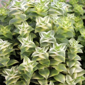 Crassula Succulents Plants Live for Planting, Rare Succulent Live Plant, Houseplant Indoor Outdoor 2 Inch Pot - Variegated String of Buttons Crassula Perforata