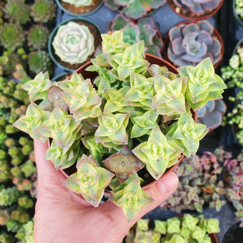 Crassula Succulents Plants Live for Planting, Rare Succulent Live Plant, Houseplant Indoor Outdoor 2 Inch Pot - Variegated String of Buttons Crassula Perforata