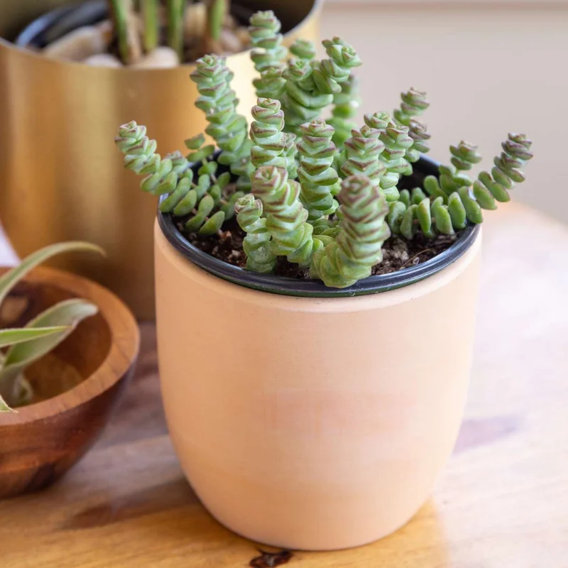Crassula Succulents Plants Live for Planting, Rare Succulent Live Plant, Houseplant Indoor Outdoor 2 Inch Pot - Variegated String of Buttons Crassula Perforata