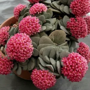 Crassula Succulent Live Plant, Easy to Grow - Unique Variety in a 4-Inch Pot, Ideal for Indoor or Outdoor Decor - Morgan’s beauty crassula