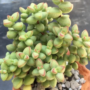 Crassula Succulent Live Plant, Easy to Grow - Unique Variety in a 4-Inch Pot, Ideal for Indoor or Outdoor Decor - Crassula Brevifolia